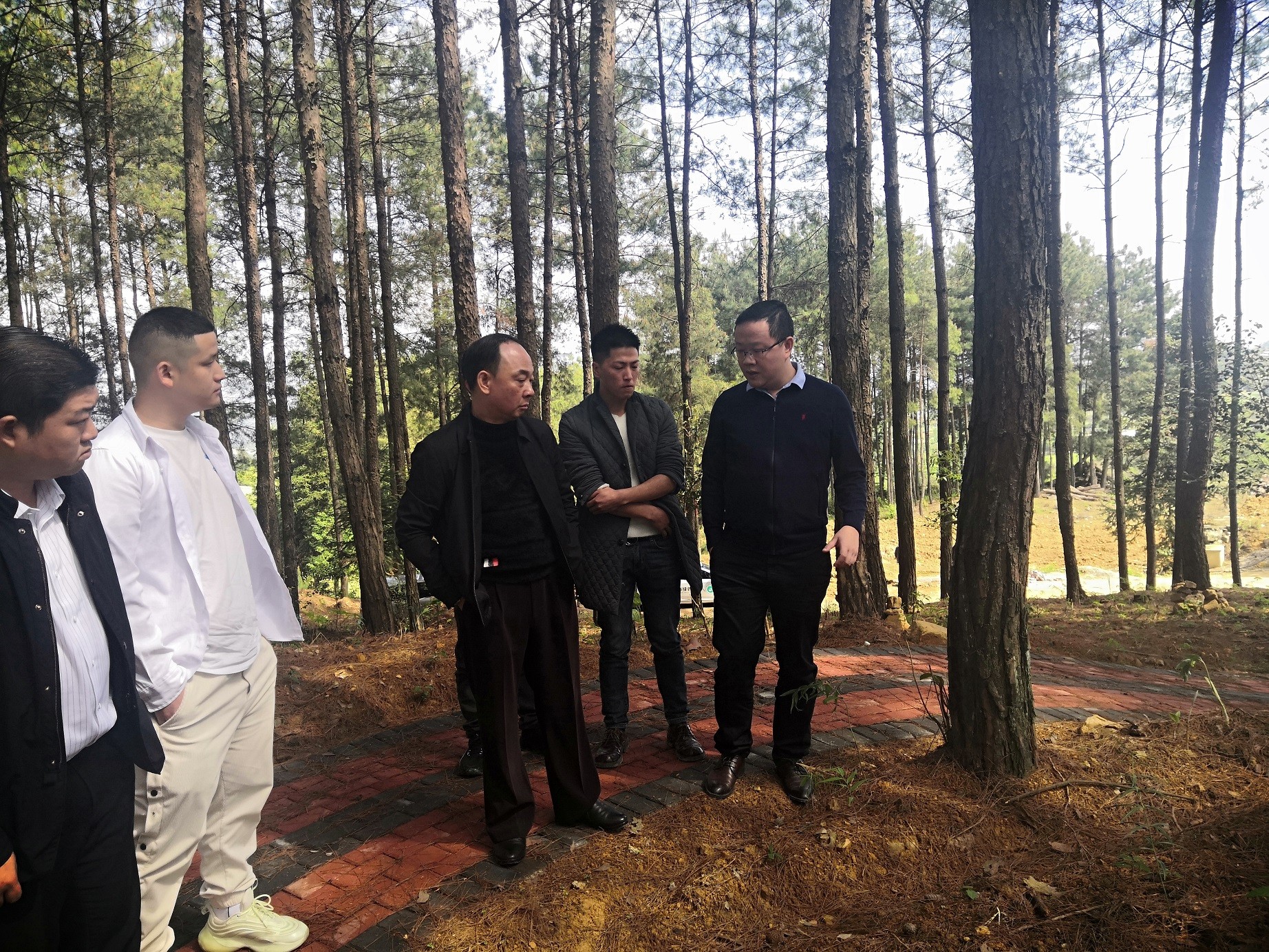 铜仁市城交集团党委副书记滕建国视察石阡县国家储备林项目（五期）林下黄精种植情况