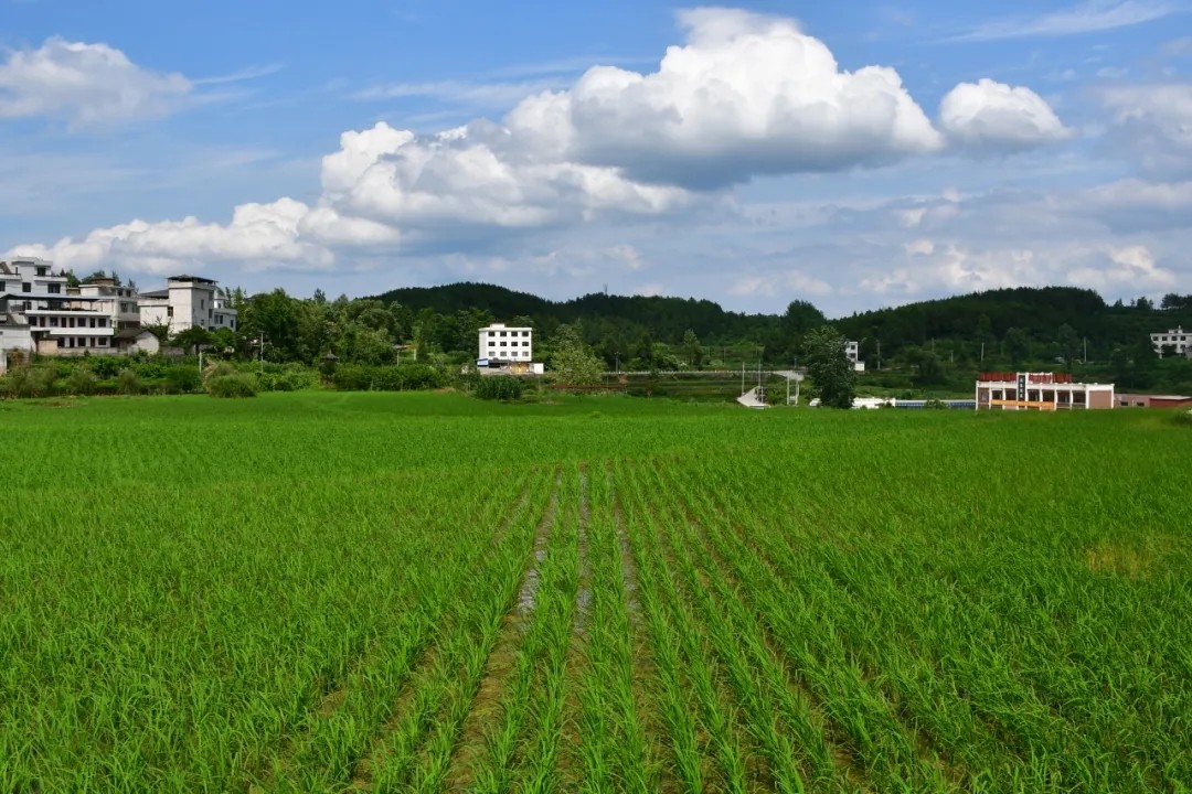 张军：脚踏实地践初心