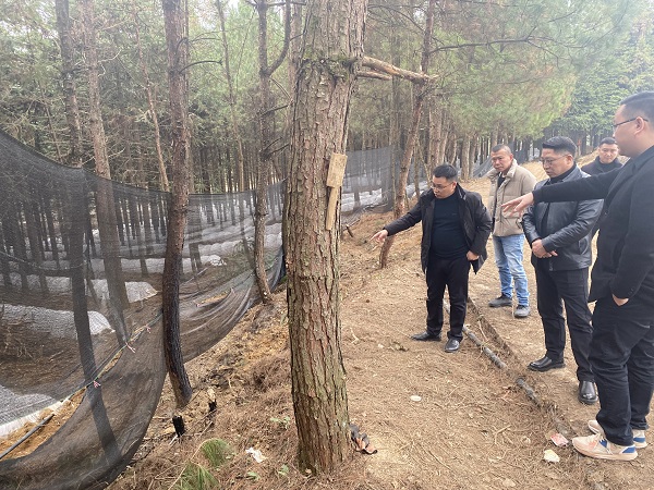 铜仁城交集团党委委员、副总经理赵天勇一行赴石阡县检查羊肚菌基地种植情况