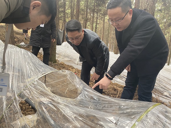 铜仁城交集团党委委员、副总经理赵天勇一行赴石阡县检查羊肚菌基地种植情况